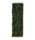Ivy Foliage
